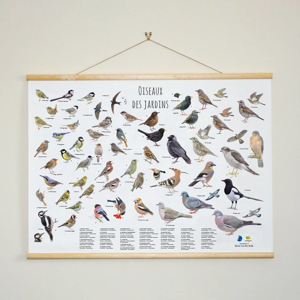 Poster oiseaux des jardins - Elwin van der Kolk