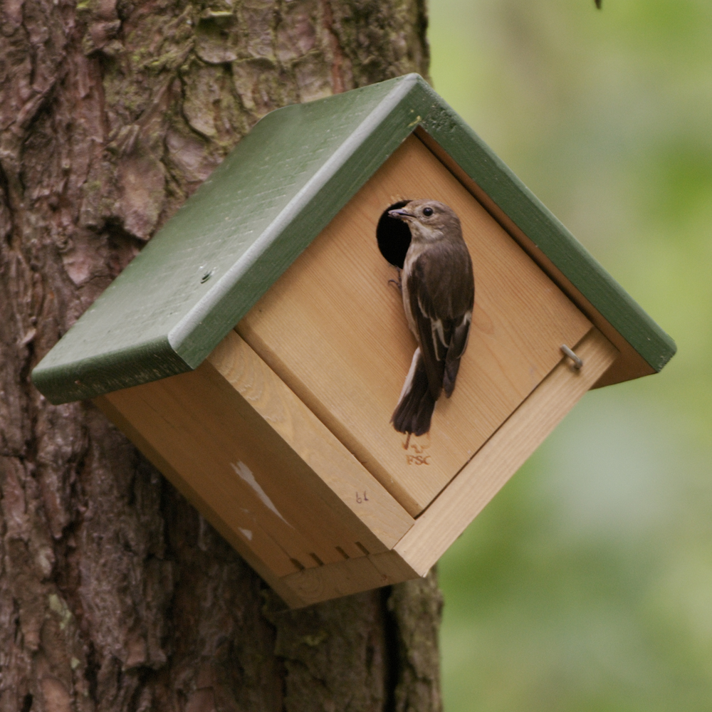 Jamaica 28mm Nest Box