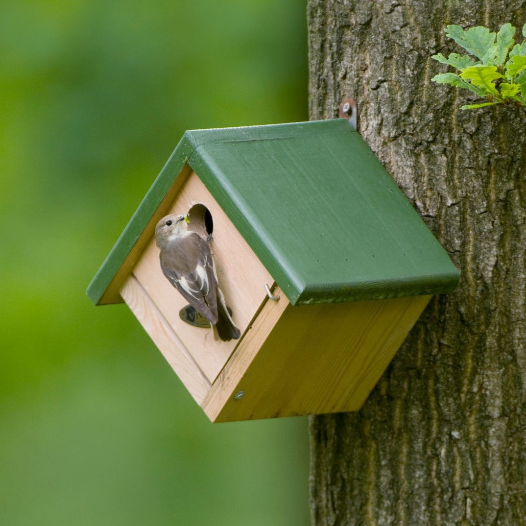 Jamaica 28mm Nest Box