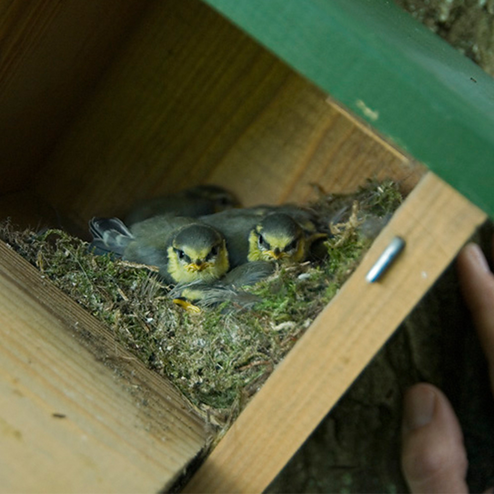 Jamaica 28mm Nest Box