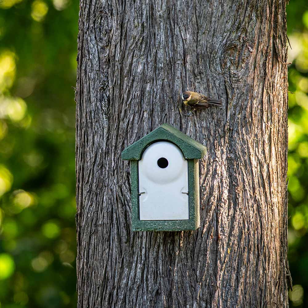 National Trust WoodStone® Green 28mm Nest Box