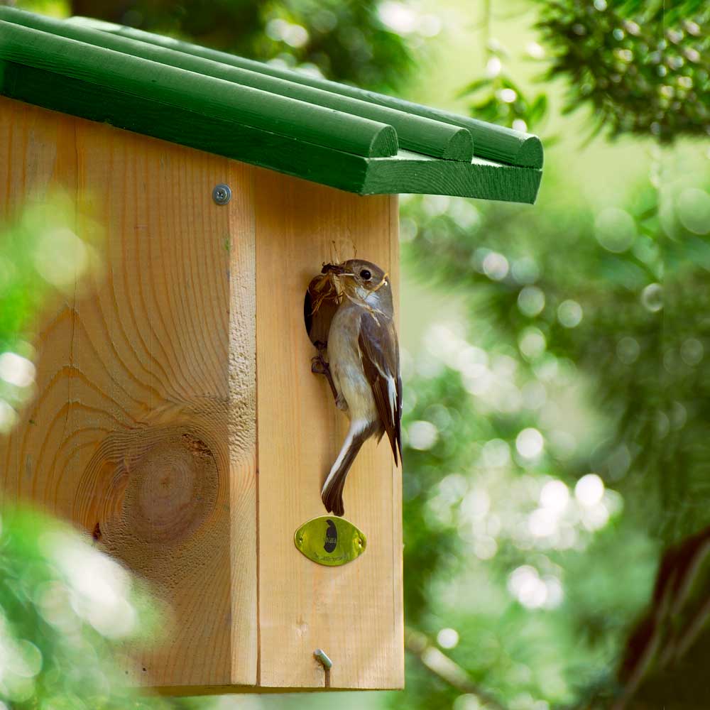 Saba 32mm Nest Box