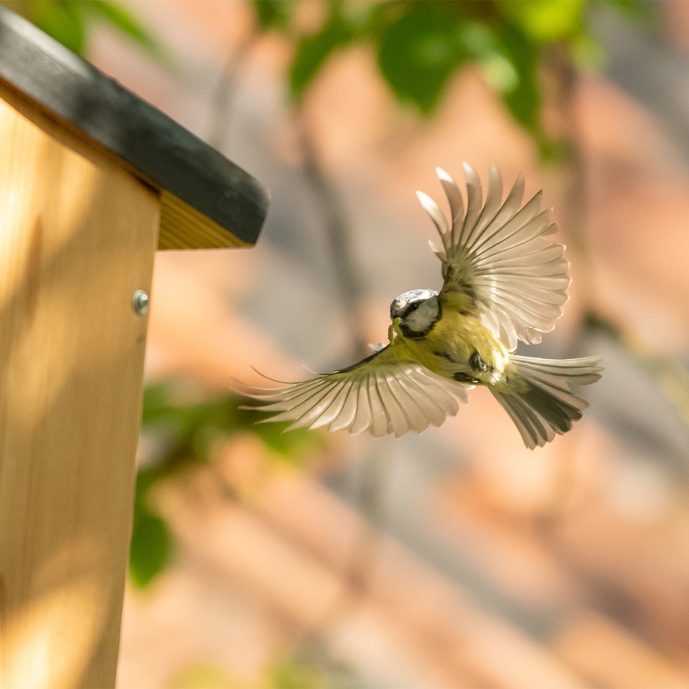 Travis 32mm Nest Box