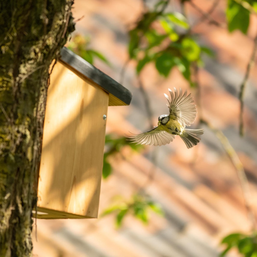 Travis 32mm Nest Box