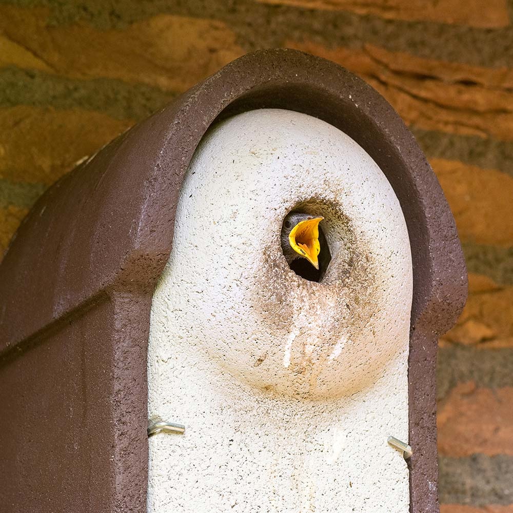 WoodStone® Starling Nest Box