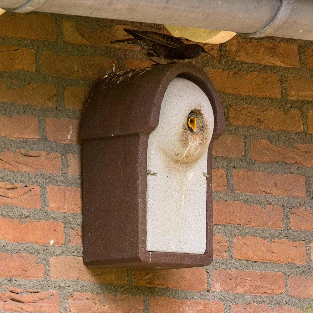 WoodStone® Starling Nest Box