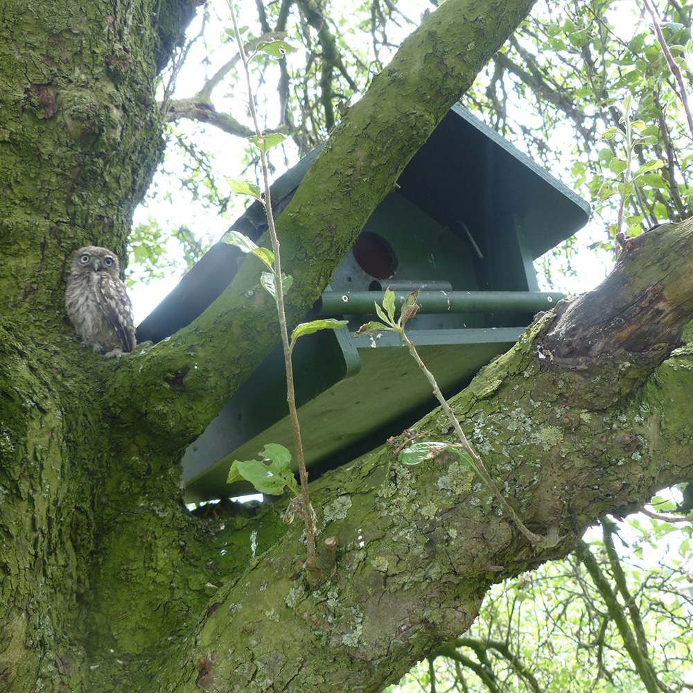 Little Owl Apex Nest Box 