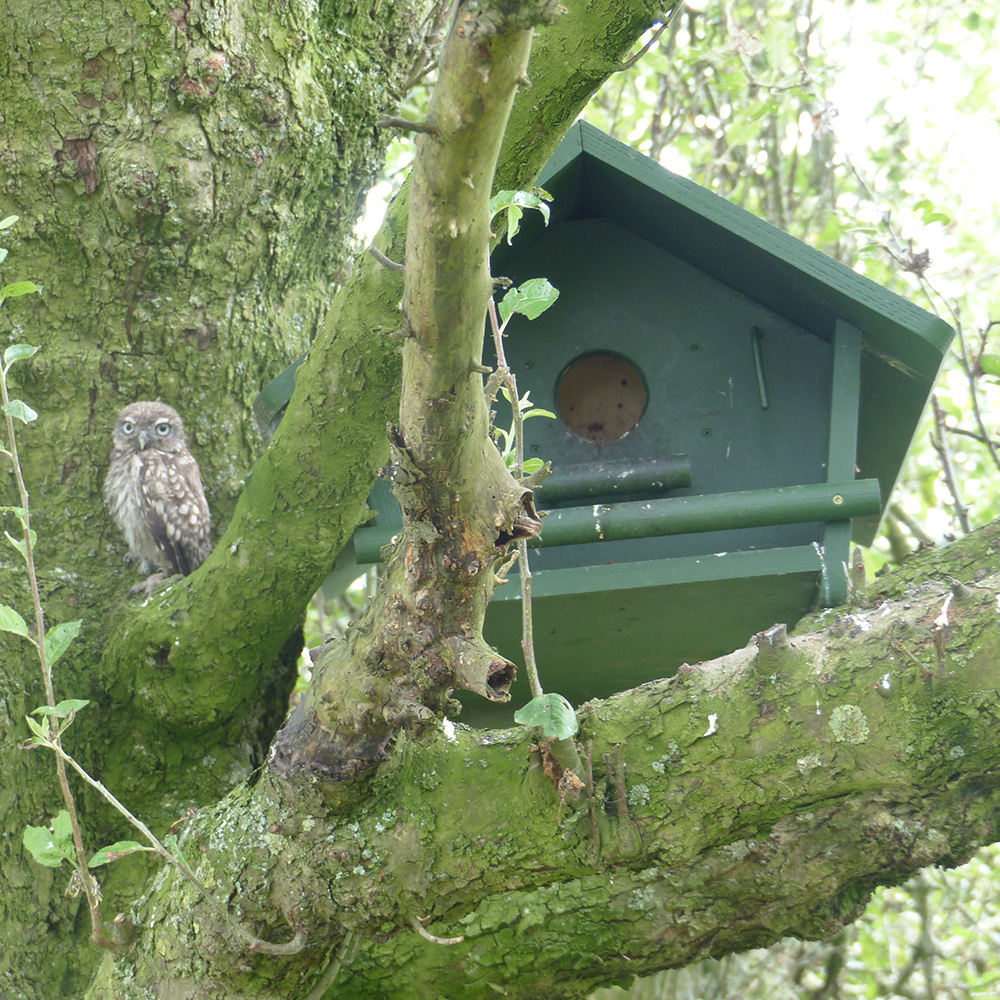 Little Owl Apex Nest Box 