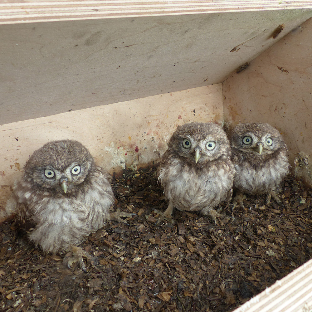 Little Owl Apex Nest Box 