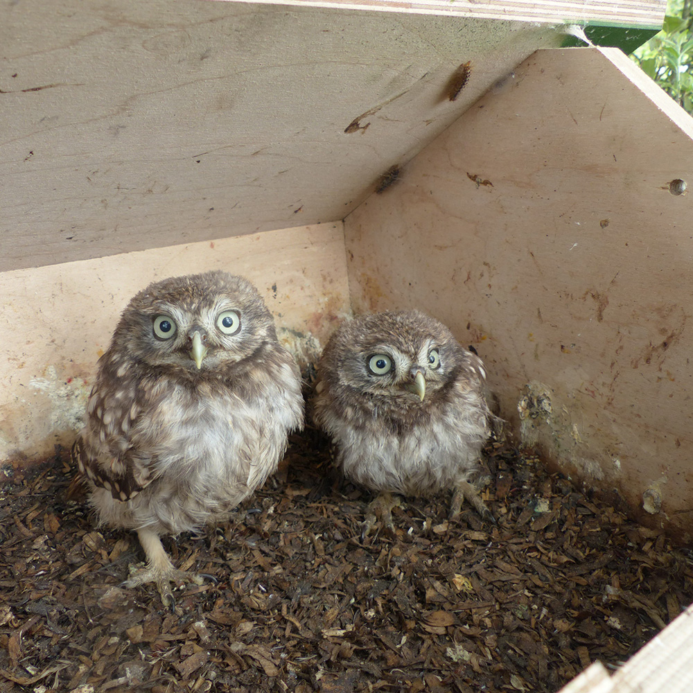 Little Owl Apex Nest Box 