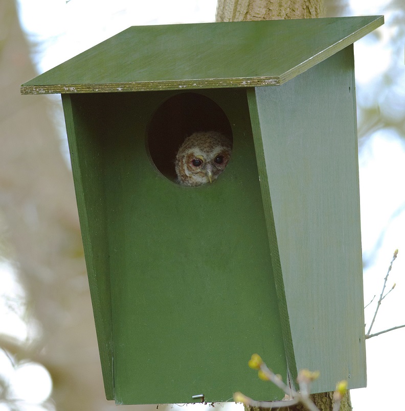 Tawny Owl Nest Box with Camera Starter Bundle