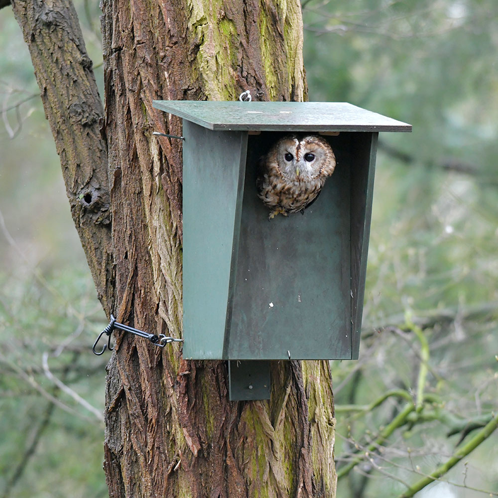 Tawny Owl Nest Box with Camera Starter Bundle