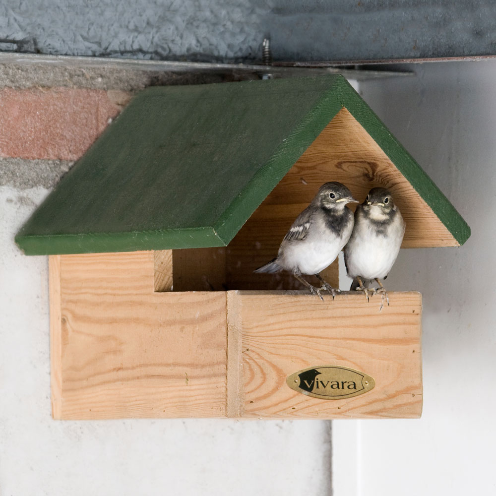 Blackbird Open Nest Box