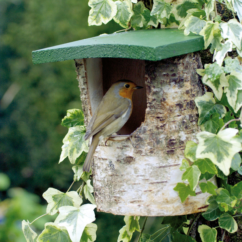 National Trust Birch Open Nest Box 