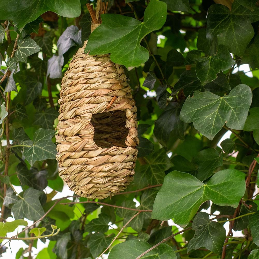 Bird Lounge Roosting Nest