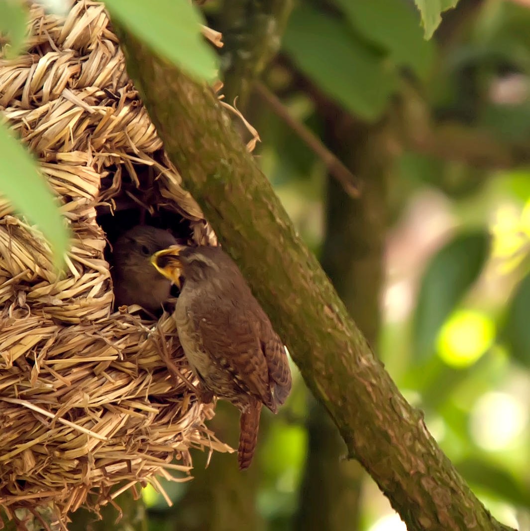 Bird Lounge Roosting Nest