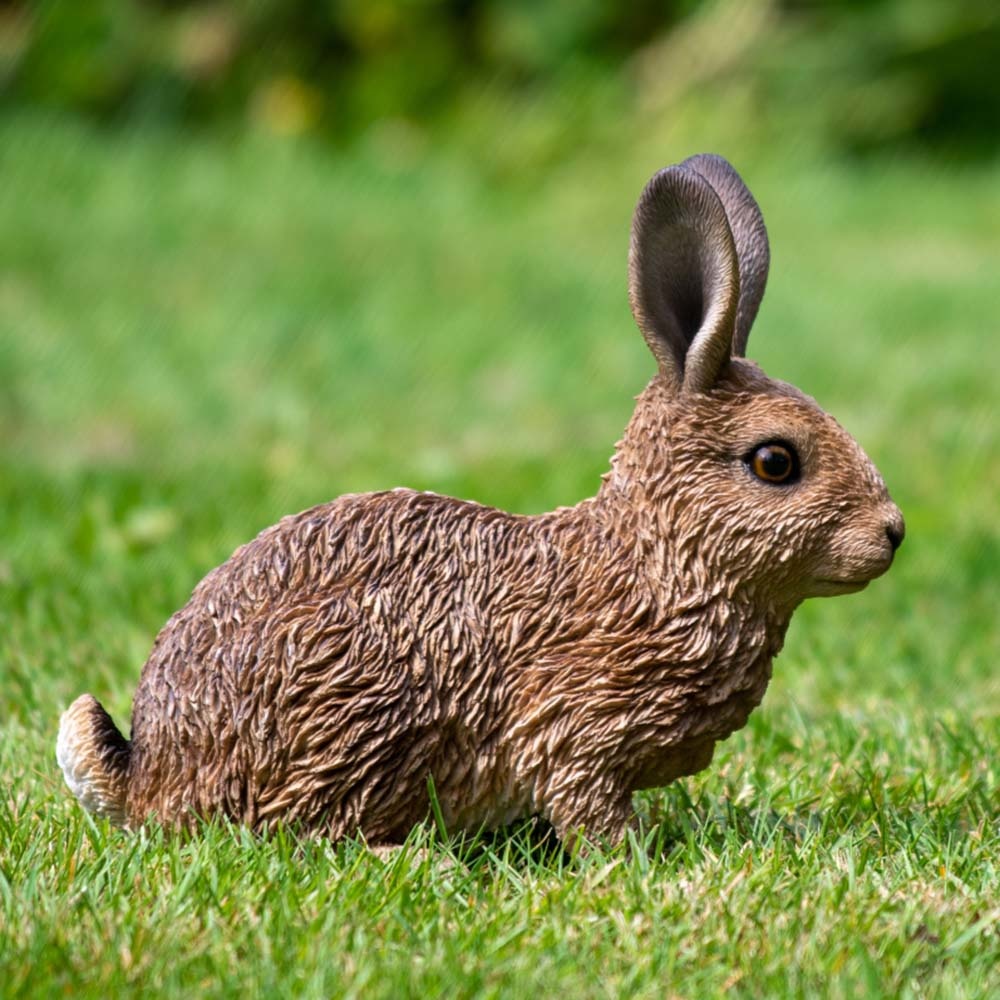 Lille hare siddende