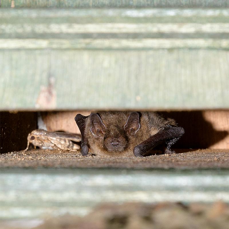 Chambord Wooden Bat Box