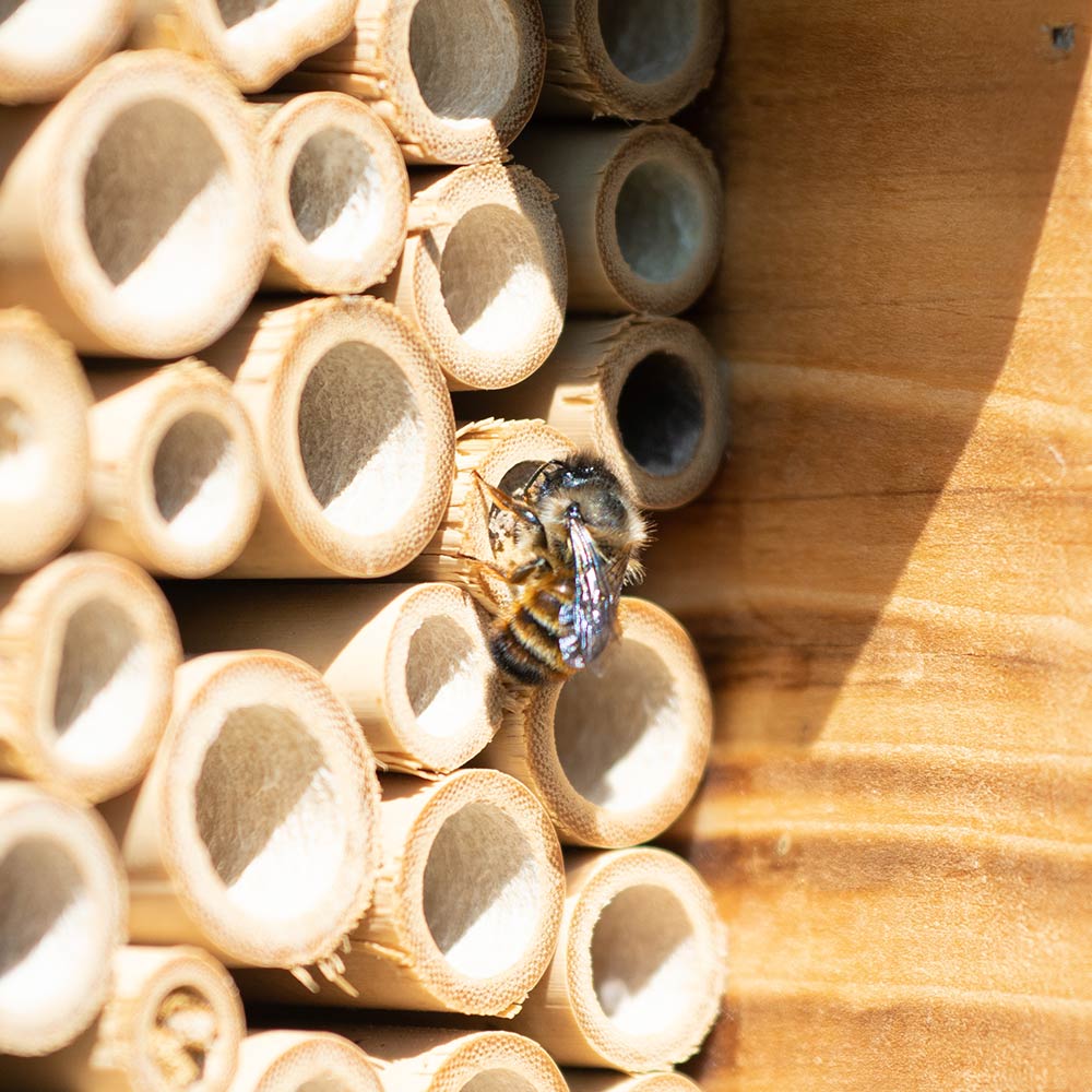 Majorca Bee & Insect Hotel