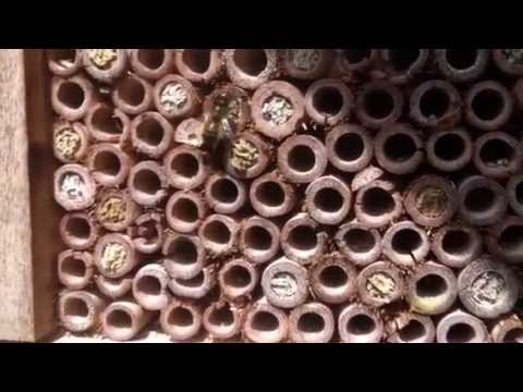 Majorca Bee & Insect Hotel