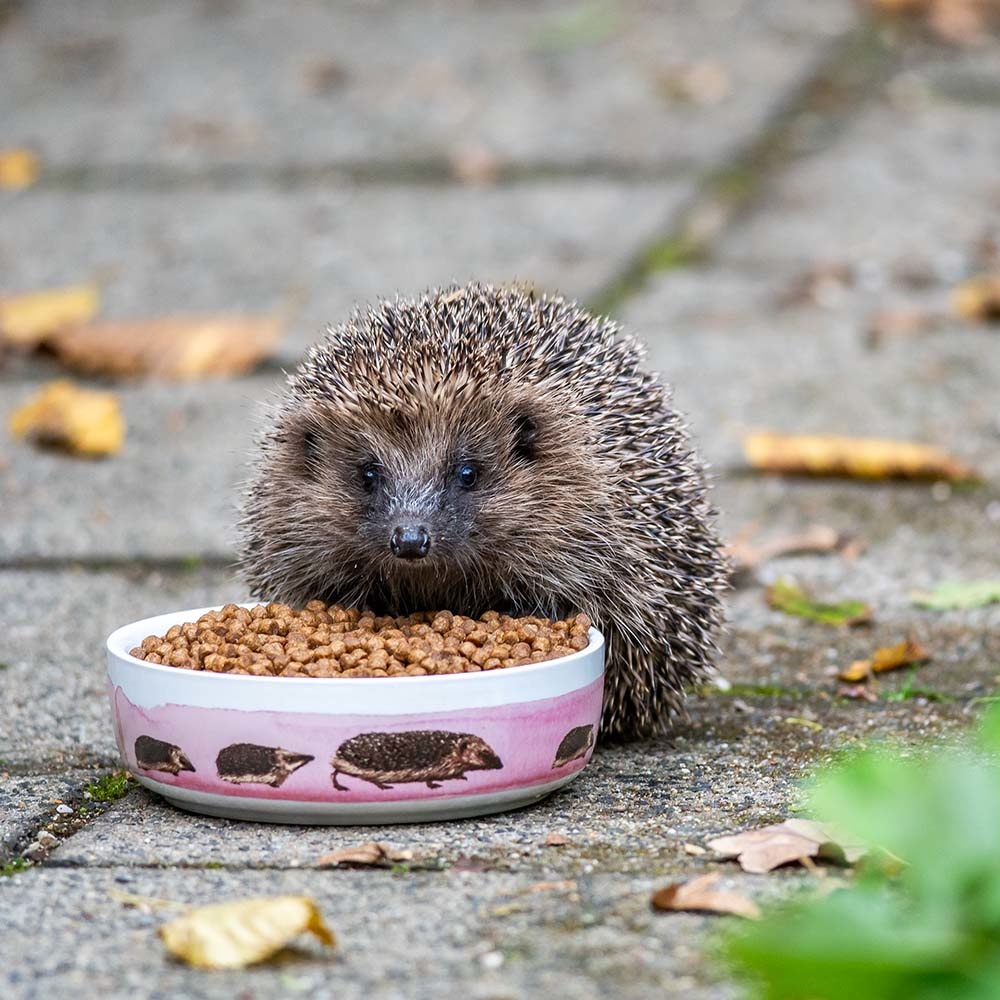 Hedgehog Feeding Bowl by Myrte