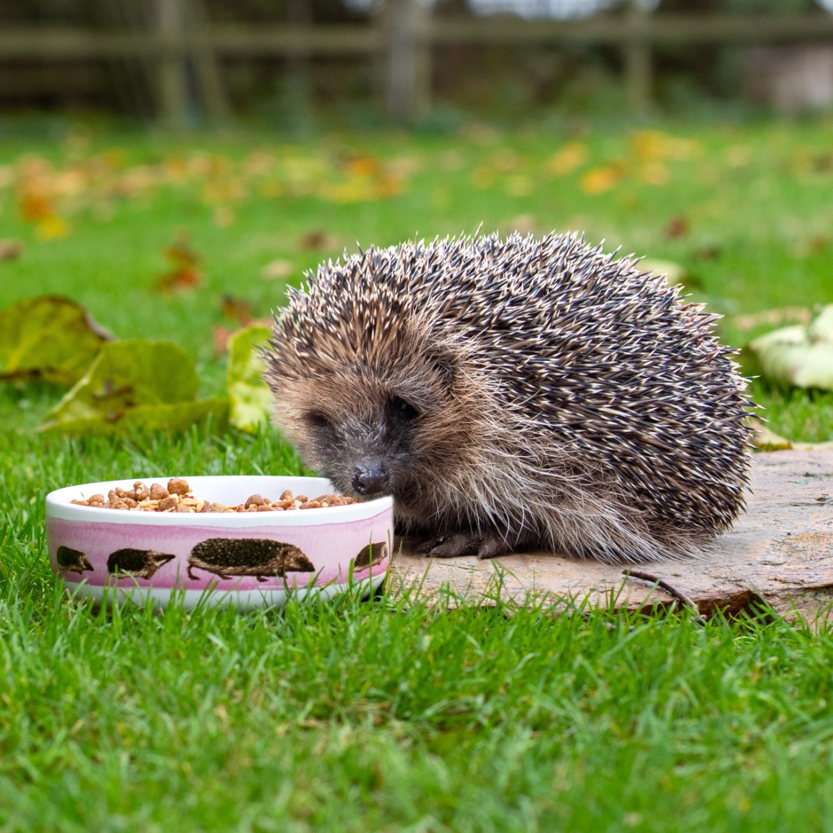 Hedgehog Feeding Bowl by Myrte