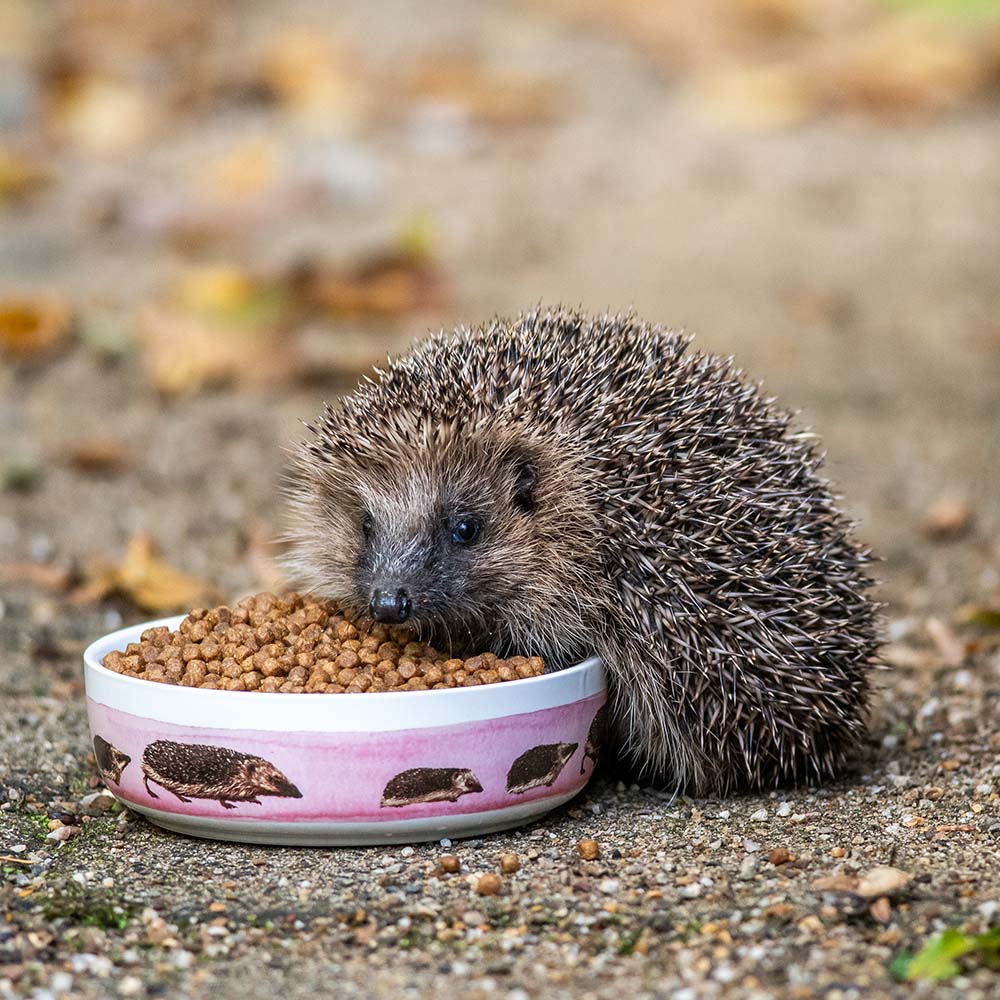 Premium Hedgehog Food & Feeder Starter Bundle