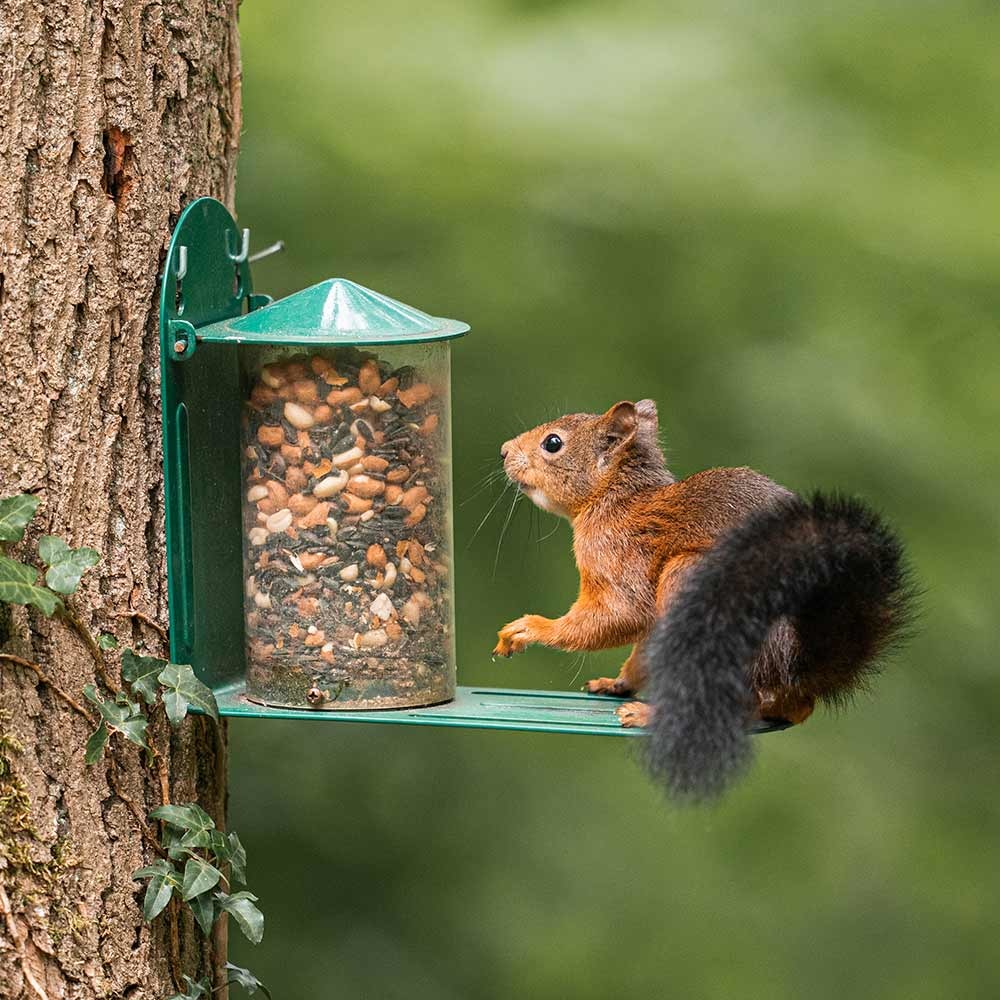 Metal Squirrel Feeder - Green