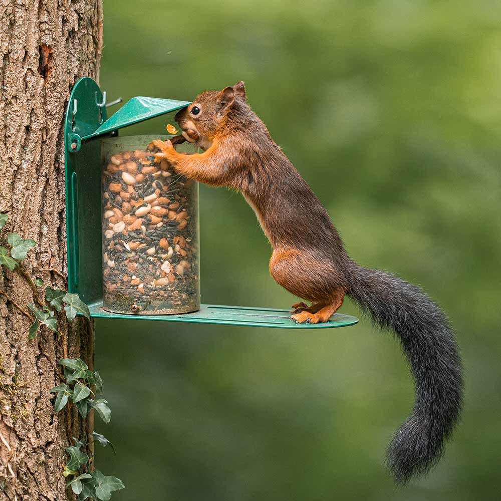 Metal Squirrel Feeder - Green