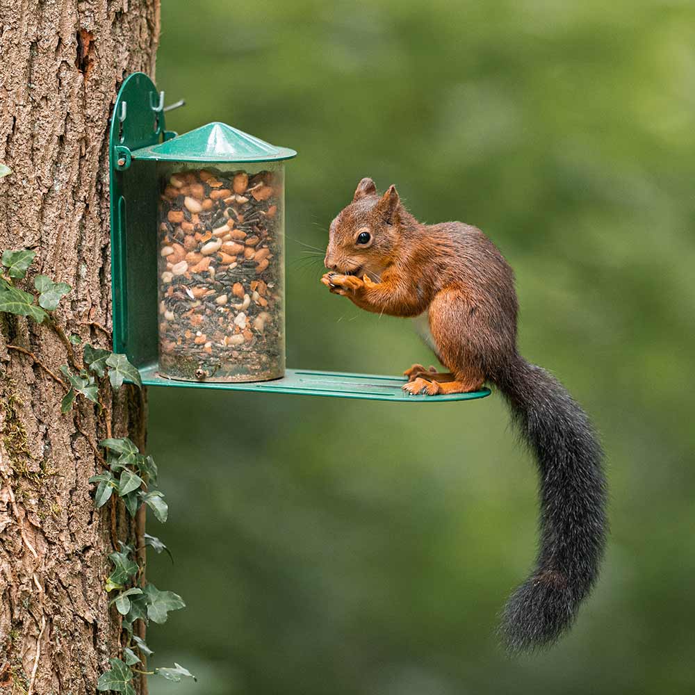 Metal Squirrel Feeder - Green