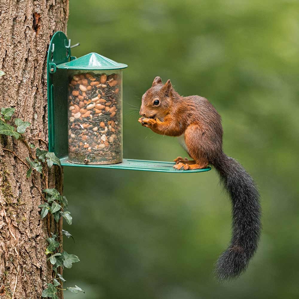 National Trust Metal Squirrel Feeder