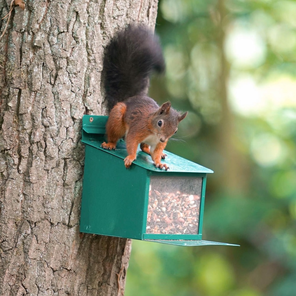 Metal Squirrel Feeder XXL