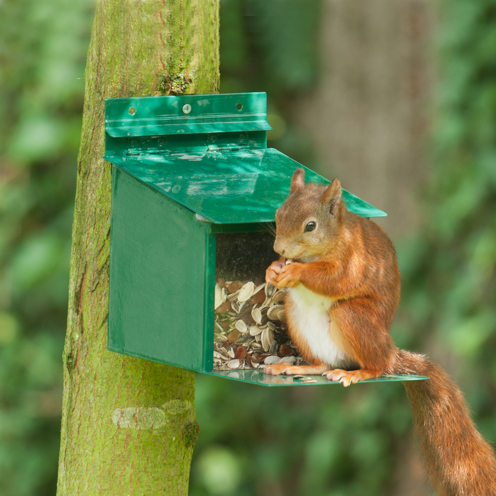 Metal Squirrel Feeder XXL