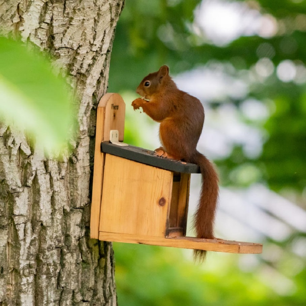 Victoria Squirrel Feeder