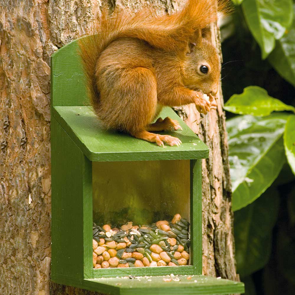 Alberni Squirrel Feeder