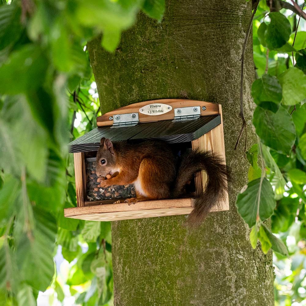 Doppelter Eichhörnchen-Futterautomat „Galiano“