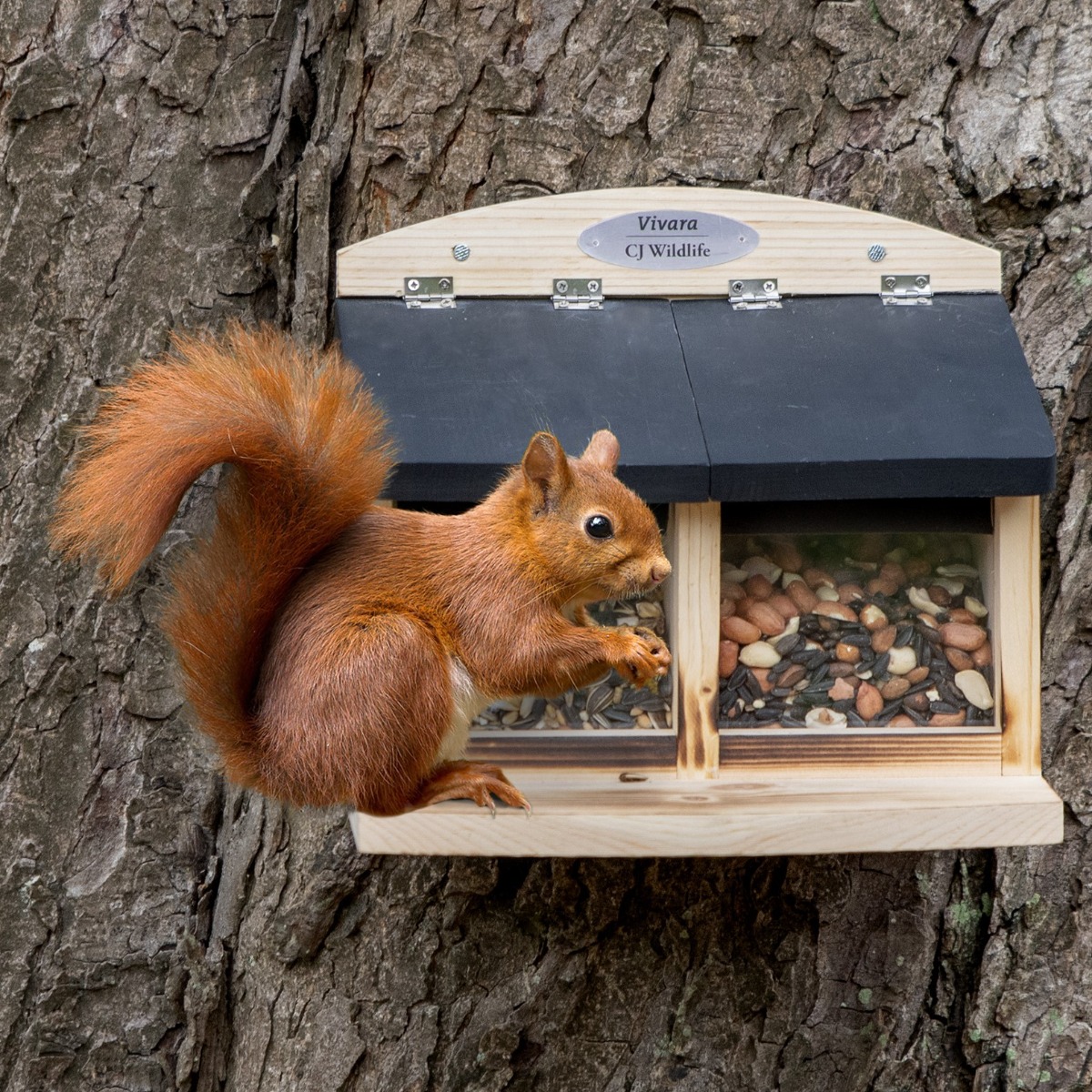 Doppelter Eichhörnchen-Futterautomat „Galiano“