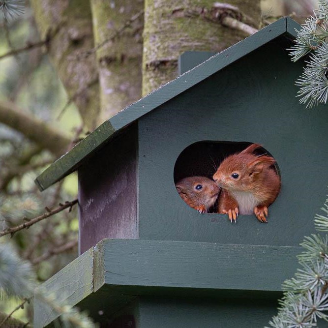 Wooden Squirrel House