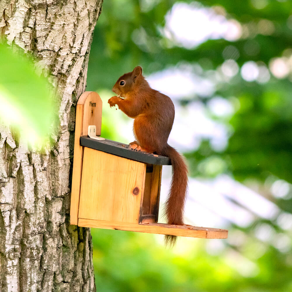 Victoria Squirrel Feeder and Food Starter Bundle