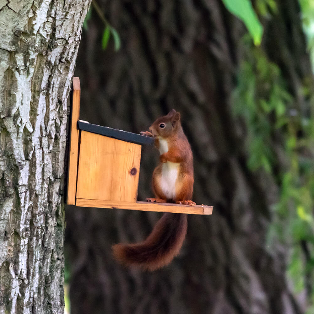 Victoria Squirrel Feeder and Food Starter Bundle