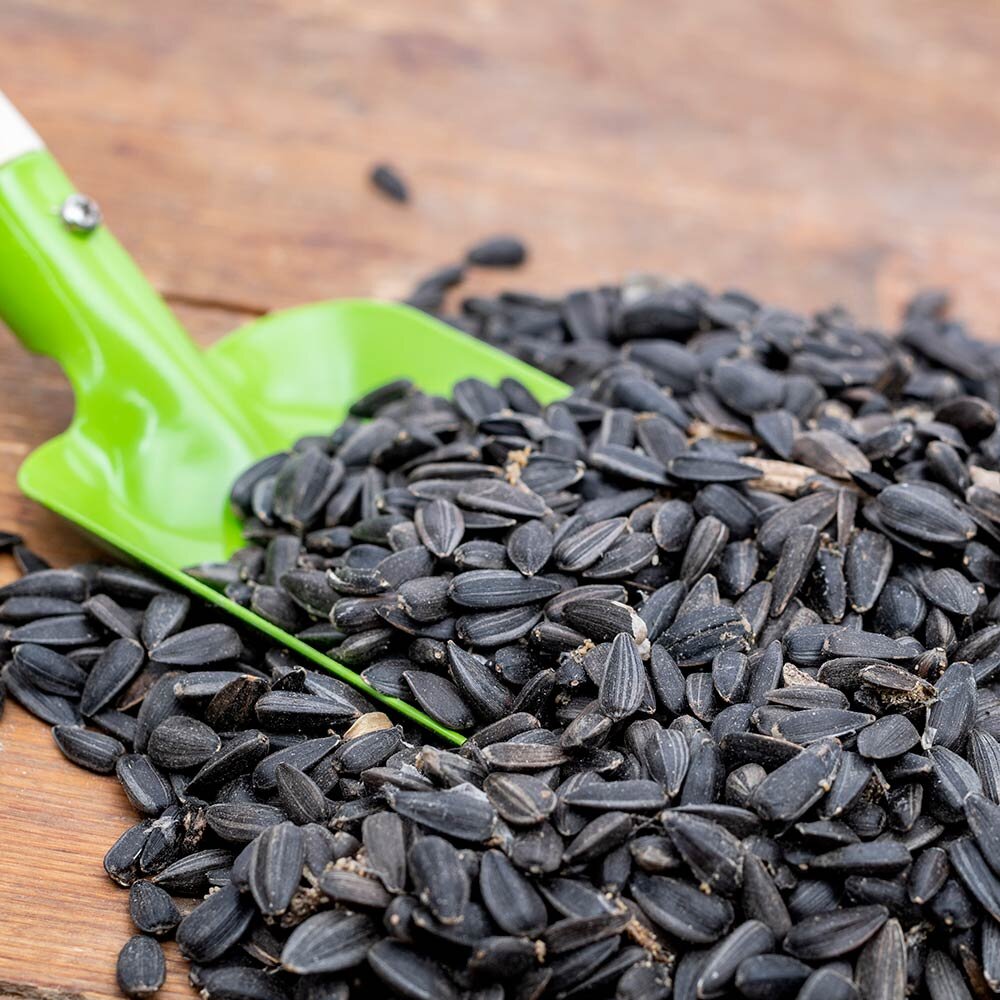 Black Sunflower Seeds for Birds