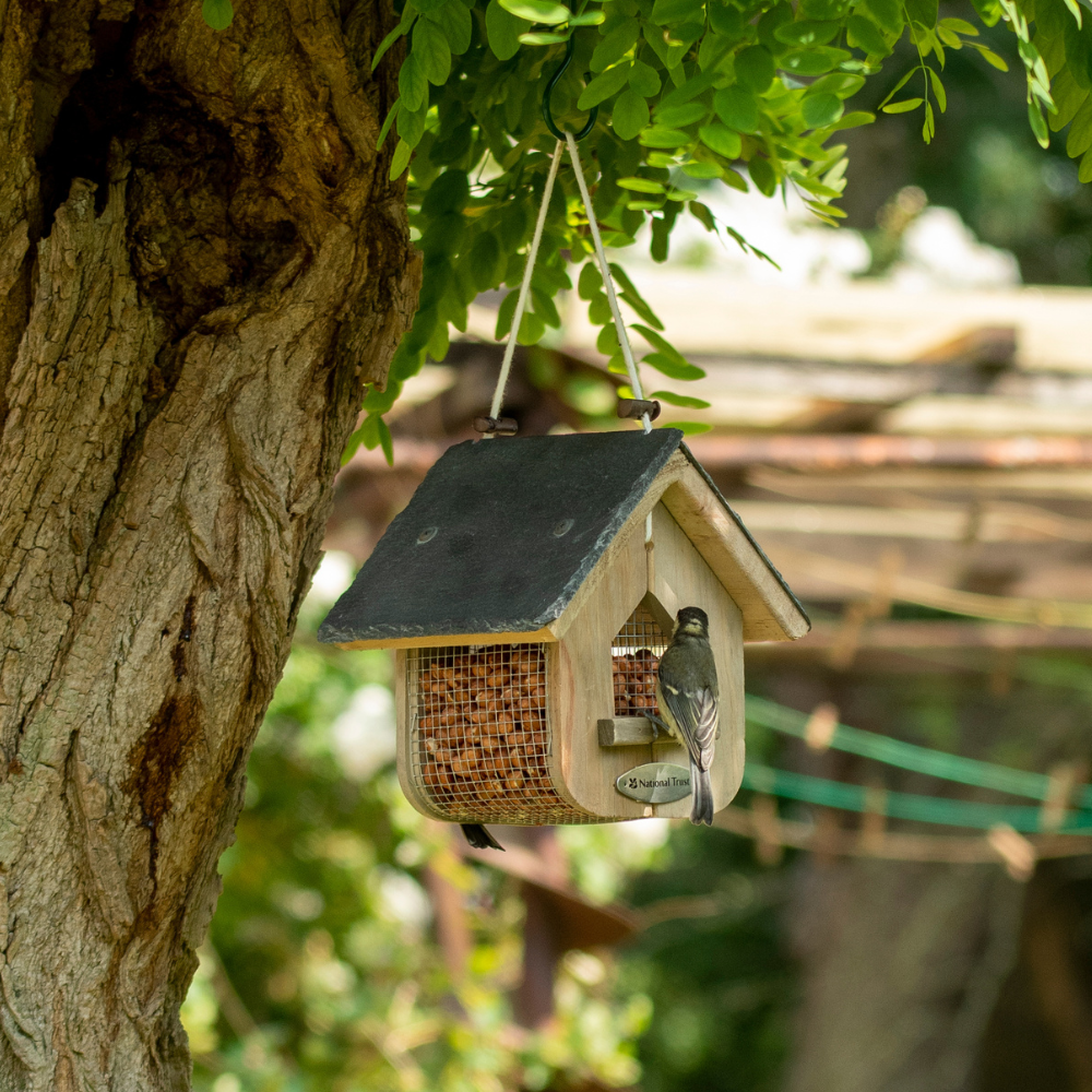 Jupiter Peanut Feeder Starter Bundle