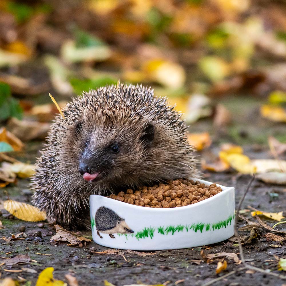 Premium Hedgehog Food Biscuits