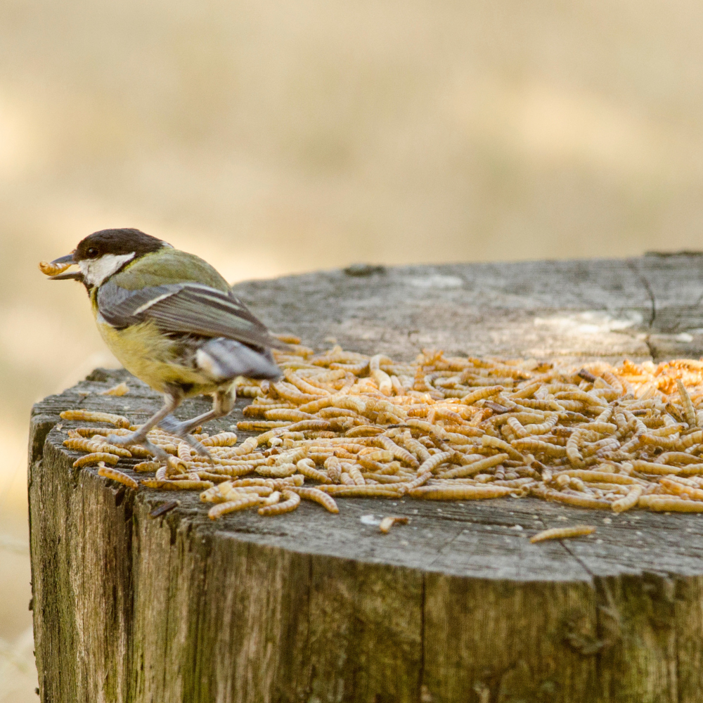 Dried Mealworms for Birds